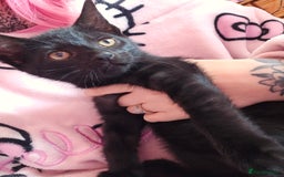 Domestic Shorthair cats for sale: Gorgeous black girl looking for her forever 🏡  - Image 3