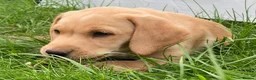 Labrador Retriever dogs for sale: Outstanding KC Registered Fox Red Labrador Puppies - Advert 9