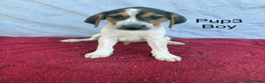 Beagle 3