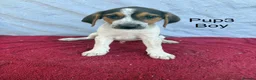Beagle dogs for sale: Beautiful beagle puppies for sale  - Advert 7