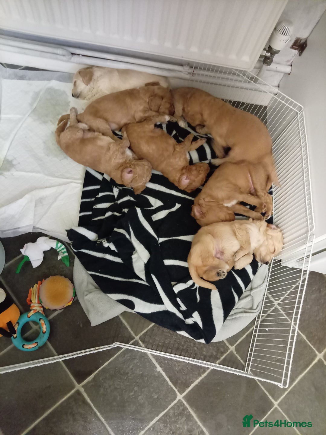 Cockapoo dogs for sale: 8 Beautiful Cockapoos puppies - Advert 4
