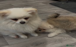Pomeranian dogs for sale: 4 lovely Pomeranian Puppies for sale AVAILABLE NOW - Image 21
