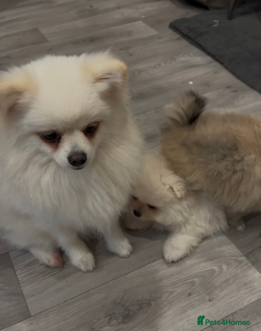 Pomeranian dogs for sale: 4 lovely Pomeranian Puppies for sale AVAILABLE NOW - Image 21