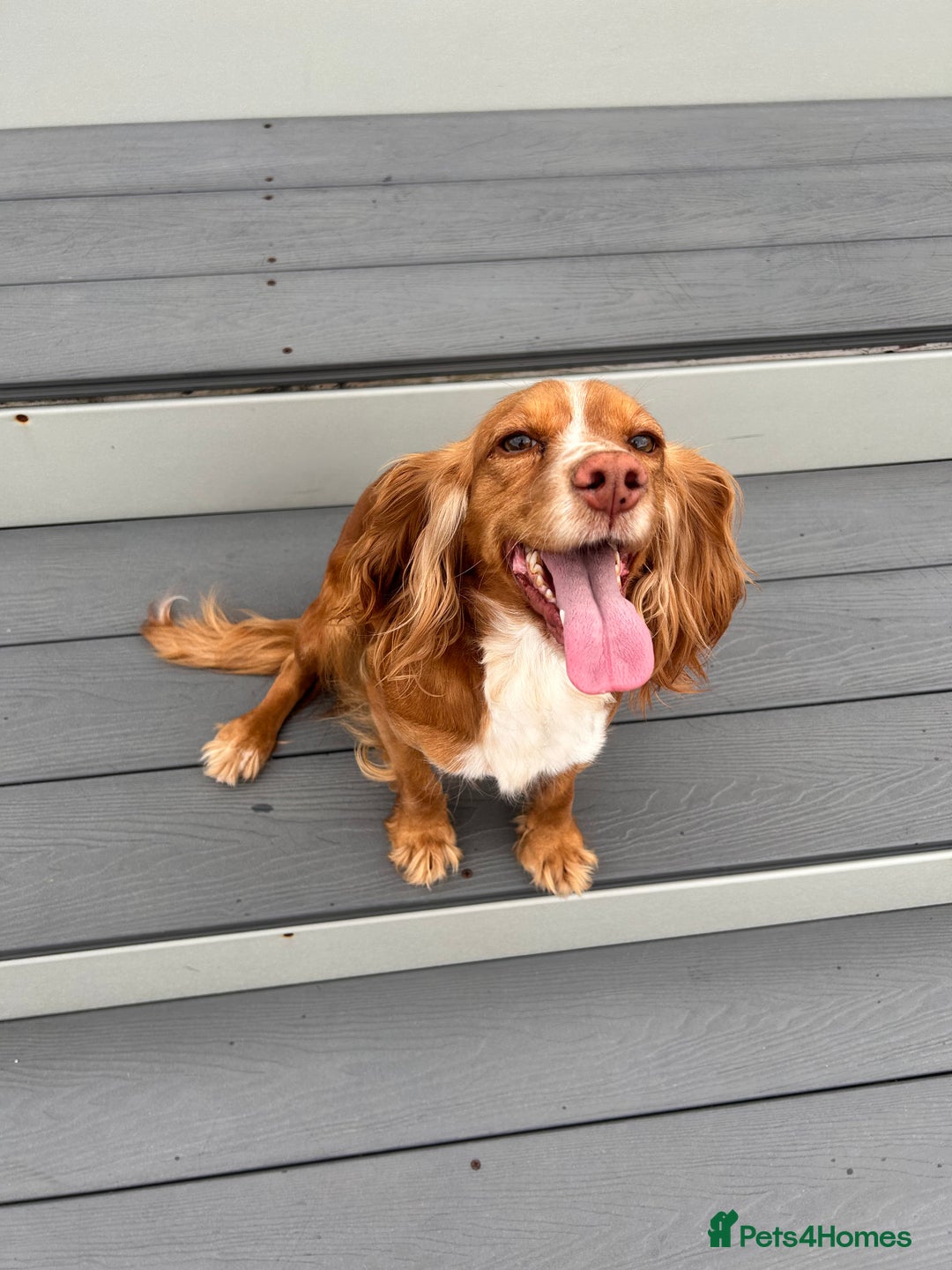 Cocker Spaniel dogs for sale: Cocker spaniel  - Image 4