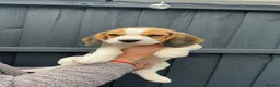Beagle dogs for sale: KC registered Beagle puppies 🐶  - Advert 1