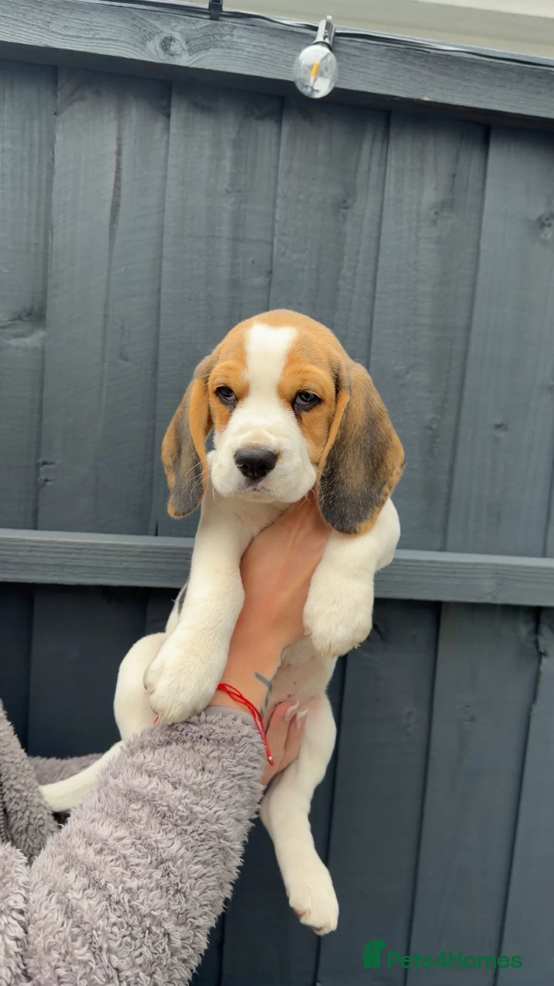 Beagle dogs for sale: KC registered Beagle puppies 🐶  - Advert 1