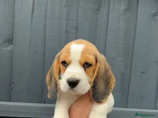 Beagle dogs KC registered Beagle puppies 🐶 - Advert 5