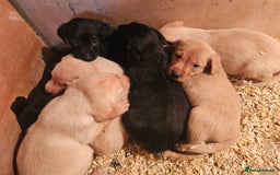Labrador Retriever dogs for sale: Fantastic working bloodline kc labradors! - Image 11
