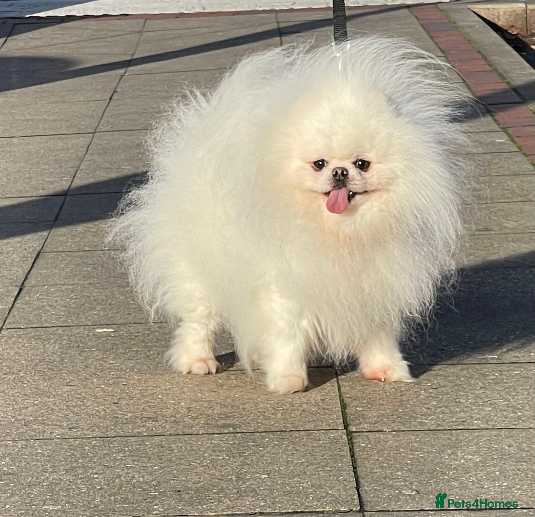 Pomeranian dogs for sale: Xxxx small pure white KC puppies  - Advert 13