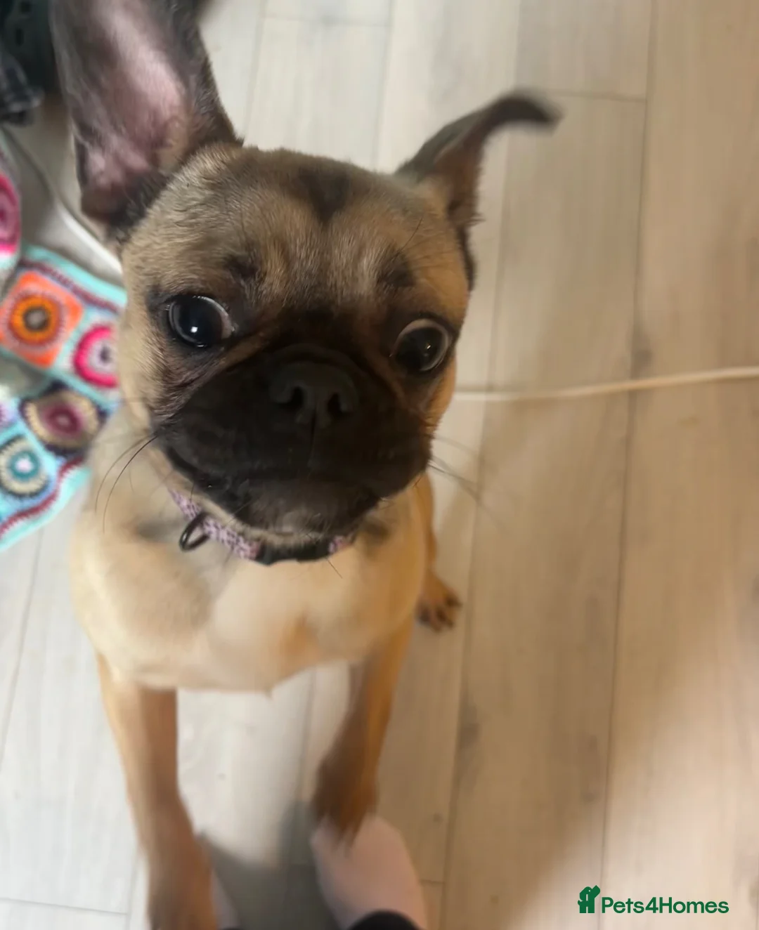 Mixed Breed dogs for sale: 8 month old pup for sale.  - Advert 3