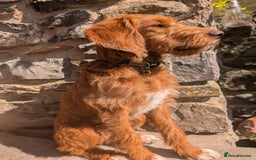 Mixed Breed dogs for sale: Goldendoodle x Fox Red Labrador  - Image 8