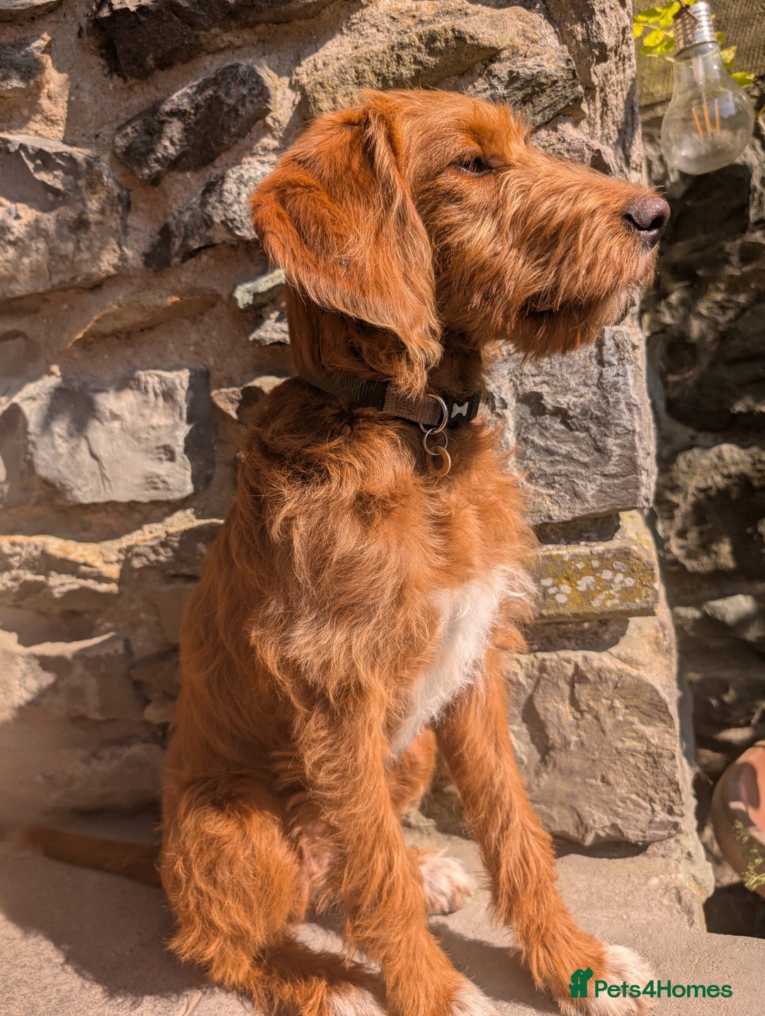 Mixed Breed dogs for sale: Goldendoodle x Fox Red Labrador  - Image 8