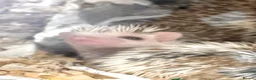 Pygmy Hedgehog rodents for sale: Beautiful Baby Hedgehogs 🦔 🍂 Pinto African Pygmy - Advert 4
