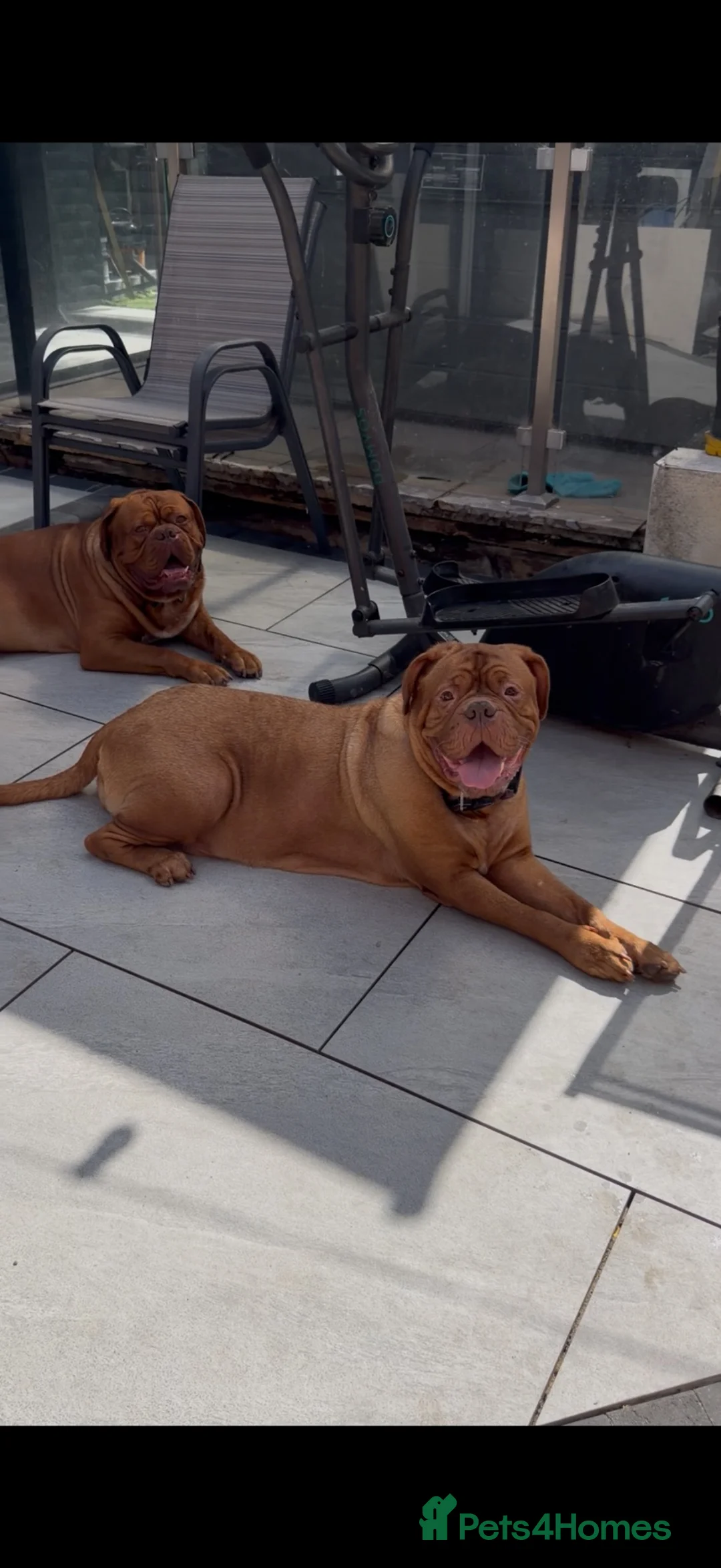 Dogue De Bordeaux dogs for sale: Stunning litter of dogue de Bordeaux in Epping - Advert 10