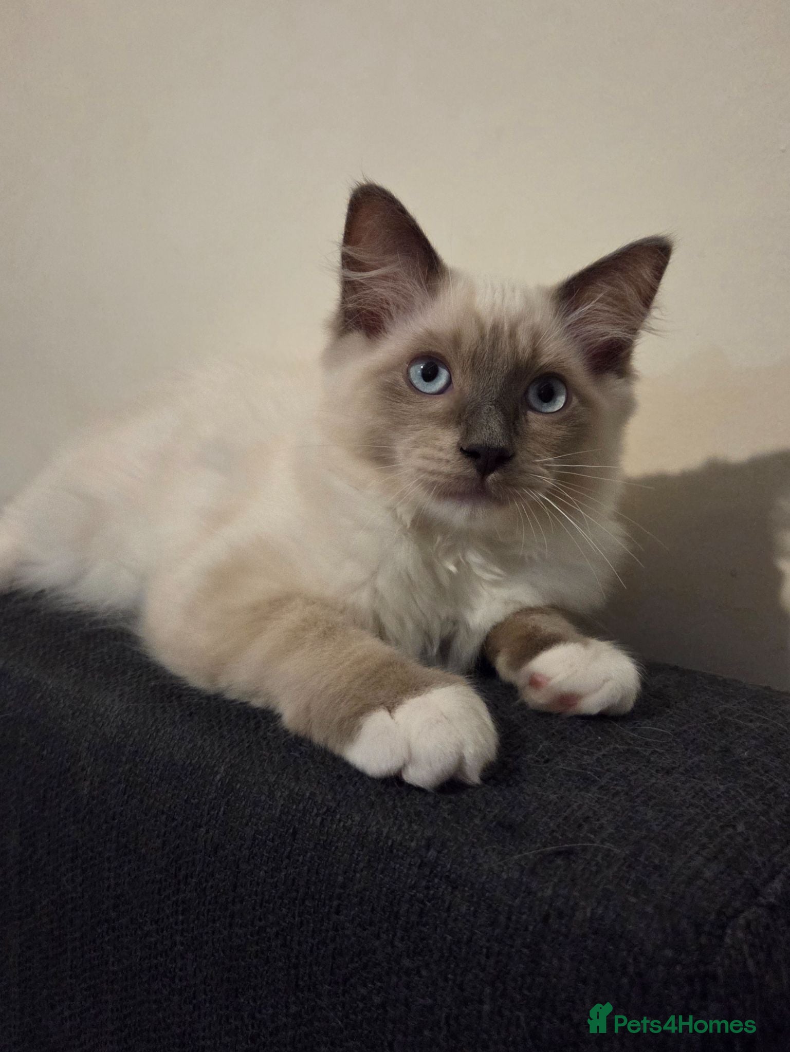 Ragdoll cats 🐾 Ragdoll Kittens Ready now !  - Advert 10