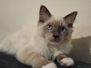 Ragdoll cats 🐾 Ragdoll Kittens Ready now ! - Advert 10