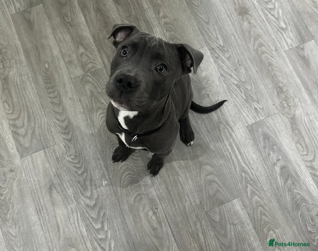 Mixed Breed dogs for sale: Staffordshire bull cross  - Advert 1