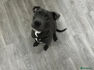 Mixed Breed dogs Staffordshire bull cross - Advert 2