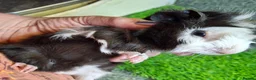 Guinea Pig rodents for sale: Pair baby brothers guinea pigs - Advert 10