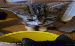 European cats for sale: M9 4ED in Manchester - Image 8