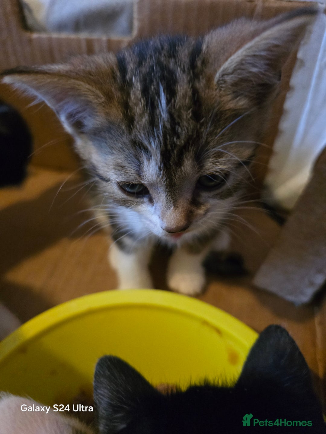 European cats for sale: M9 4ED in Manchester - Image 8