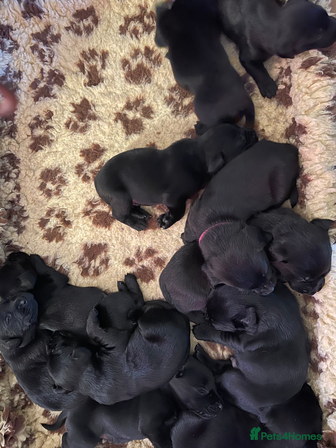 Labrador Retriever dogs for sale: REDUCED Beautiful black KC Labrador pups in Saltburn-by-the-Sea - Image 10