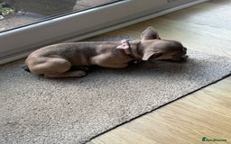 French Bulldog dogs for sale: One adorable female 🩷 French Bulldog Puppy  - Image 28