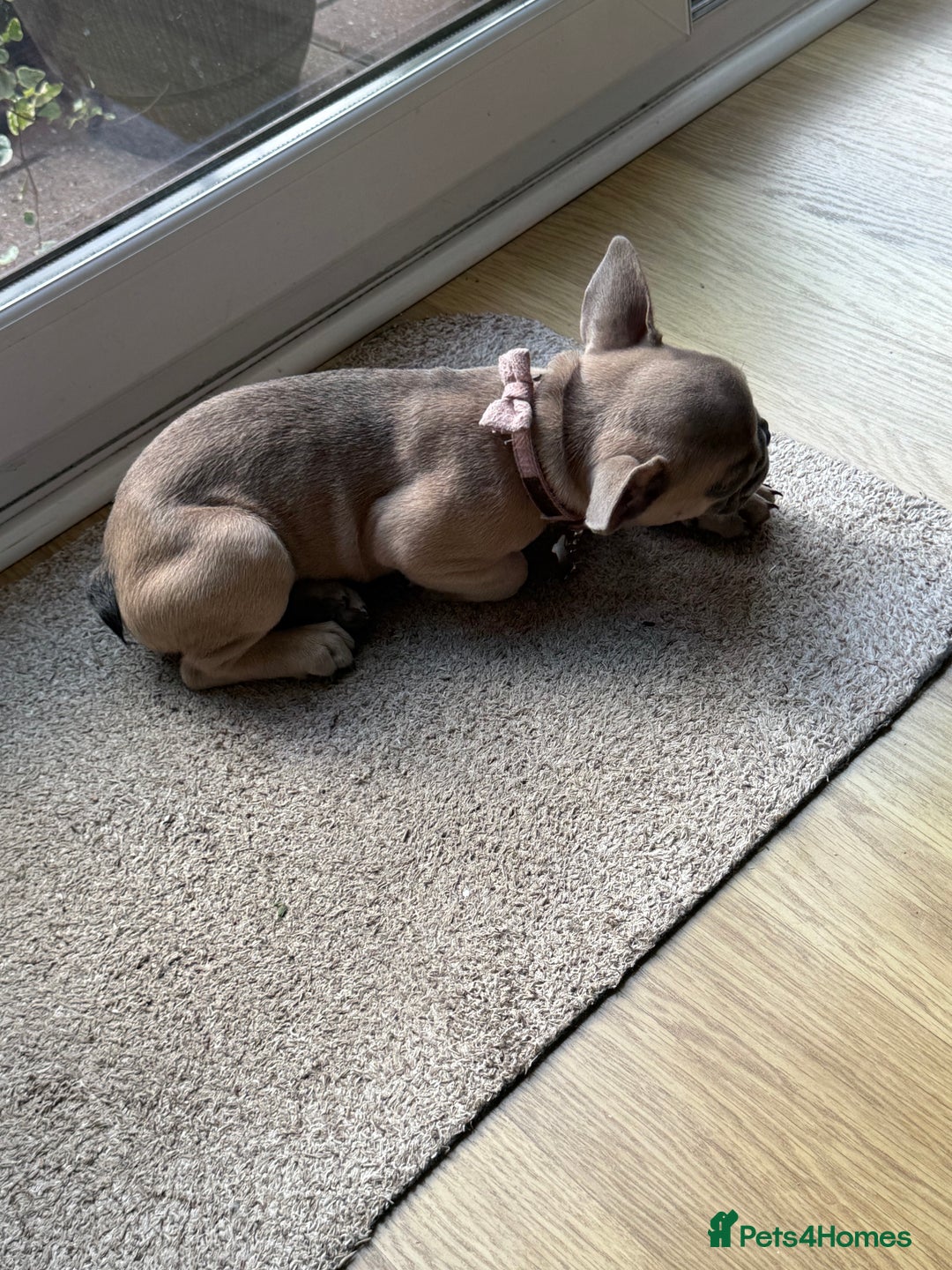 French Bulldog dogs for sale: One adorable female 🩷 French Bulldog Puppy  - Image 28