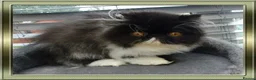 Persian cats for sale: Pure Pedigree Persian Kitten - Advert 2