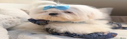 Maltese dogs for sale: Beautiful 6 month old Maltese Puppy Ready Now - Advert 36