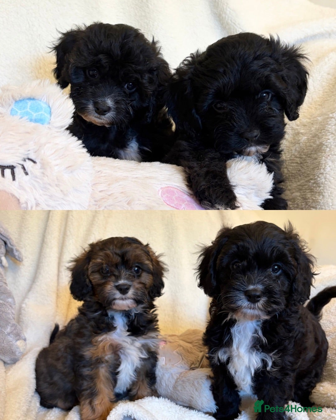 Cavapoo dogs Beautiful F1 Cavapoo Puppies - 1 Girl 3 Boys - Advert 15