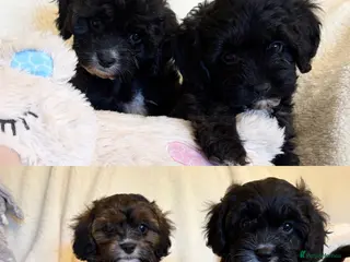 Cavapoo dogs Beautiful F1 Cavapoo Puppies - 1 Girl 3 Boys - Advert 15