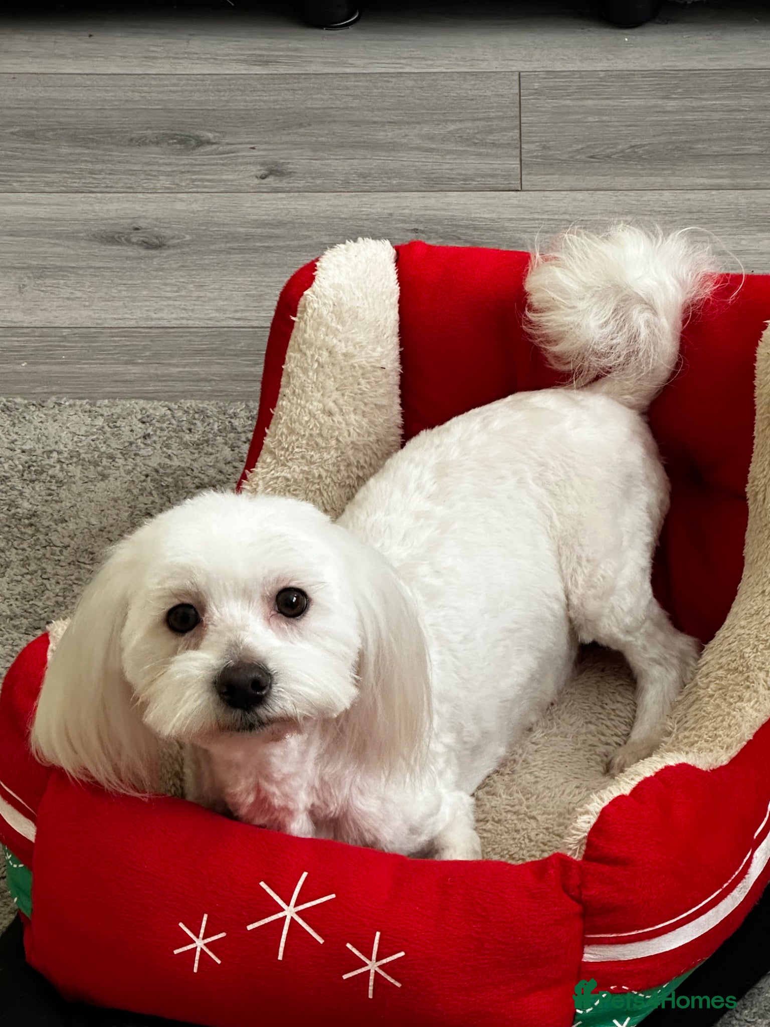 Maltipoo dogs Toy Maltipoo  - Advert 13