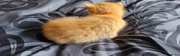Mixed Breed cats for sale: Ginger boy - Advert 5