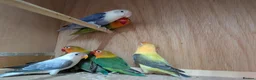 Lovebirds birds for sale: All colour Love Birds - Advert 3