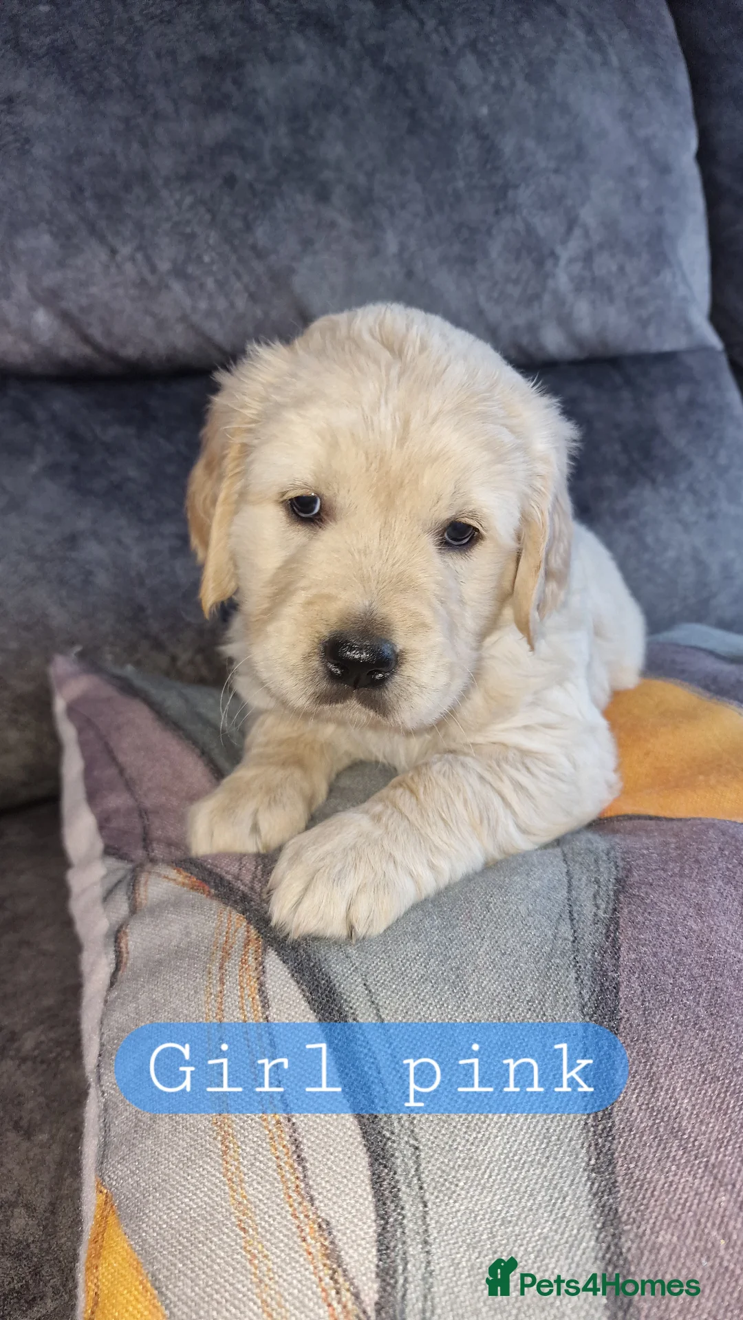 Golden Retriever dogs for sale: KC ADDORABLE CUTE GOLDEN RETRIEVER PUPPIES - Advert 19