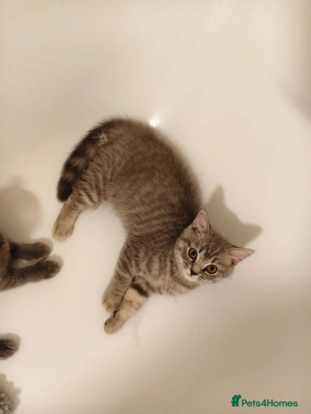 Scottish Fold cats for sale: Last Pedigree Scottish Straight Boy left  - Advert 2