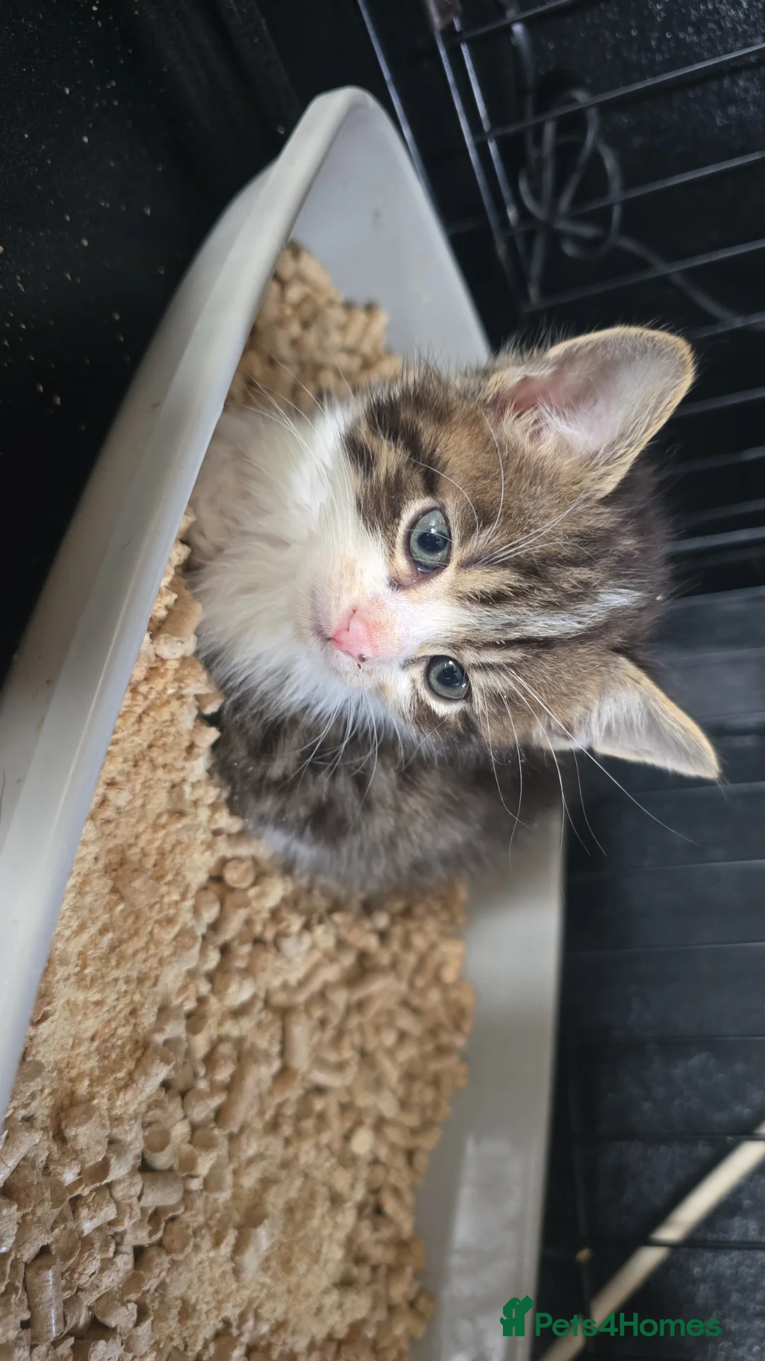 Mixed Breed cats for sale: Main coon cross moggie 2 boys - Advert 2