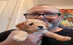 Miniature Poodle dogs for sale: LUXURY Litter of KC Registered Miniature Poodles - Image 12