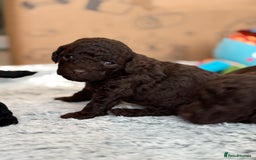 Cockapoo dogs for sale: Beautiful Cockapoo Puppies - Image 3