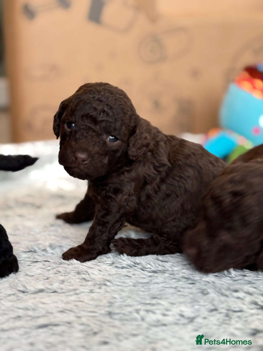 Cockapoo dogs for sale: Beautiful Cockapoo Puppies - Image 3
