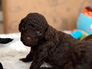 Cockapoo dogs - Advert 36