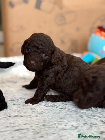 Cockapoo dogs - Advert 16