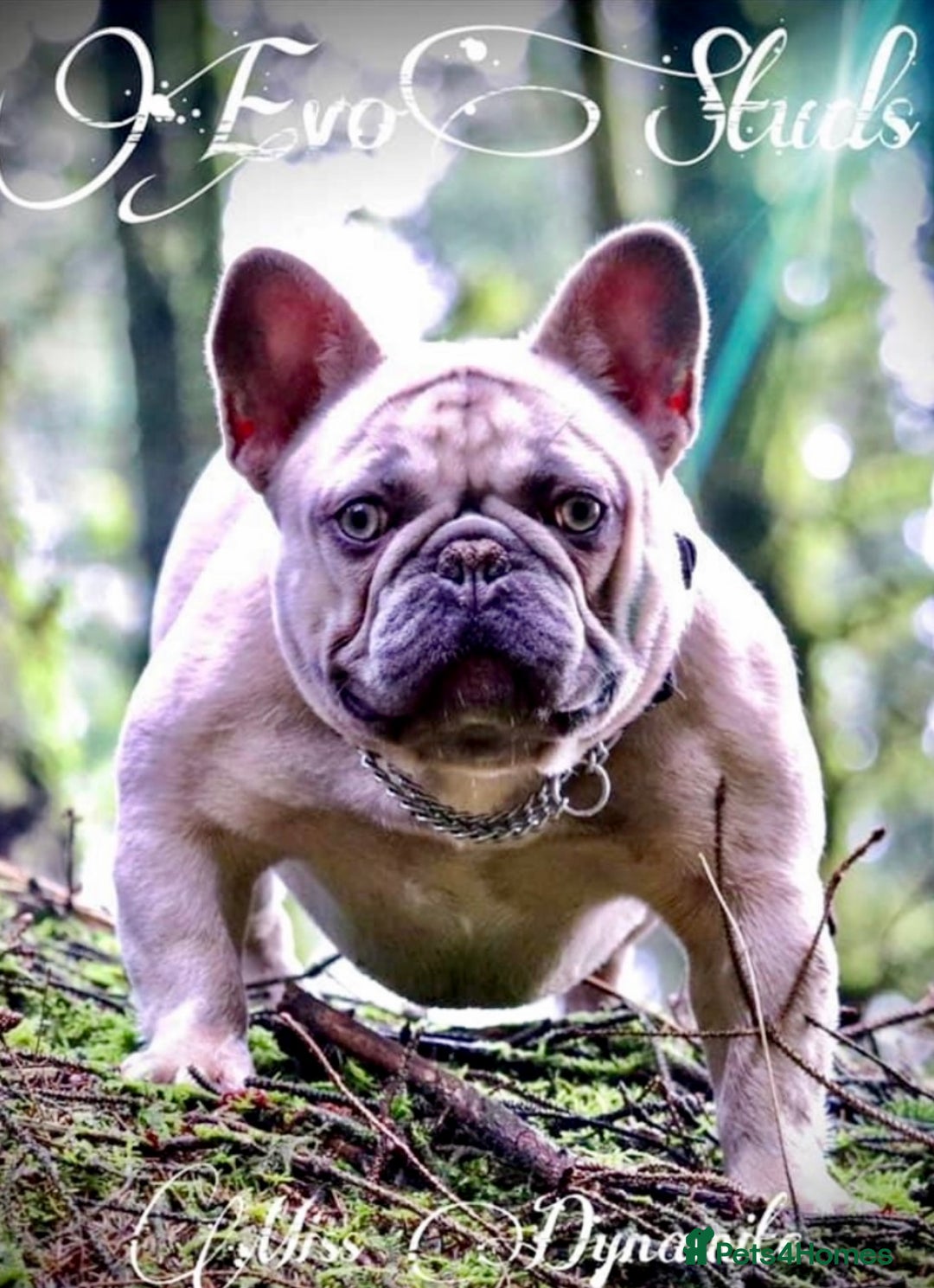French Bulldog dogs for sale: QUALITY HOME BRED FRENCH BULLDOG PUPPIES - Image 20