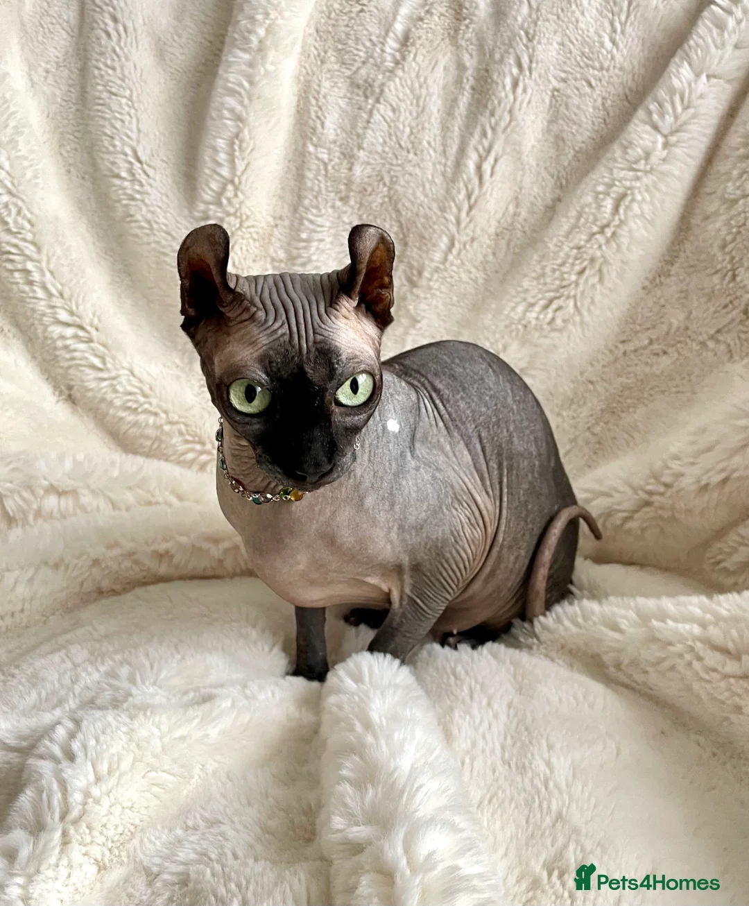 Sphynx cats for sale: Beautiful Canadian Sphynx girl looking for home  - Advert 1