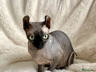 Sphynx cats for sale: Beautiful Canadian Sphynx girl looking for home - Advert 1