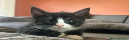 Maine Coon cats for sale: Half Mainecoon’s  - Advert 5