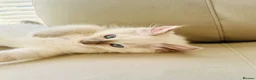 Ragdoll cats for sale: Ragdoll kittens  - Advert 5