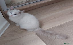Ragdoll cats for sale: RAGDOLL BICOLOUR BOY BLUE EYES READY NOW! - Image 27