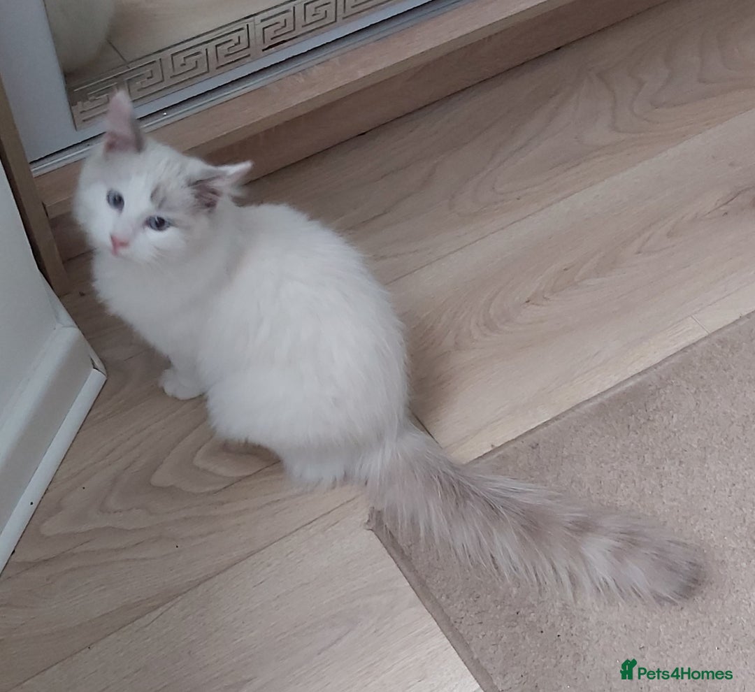 Ragdoll cats for sale: RAGDOLL BICOLOUR BOY BLUE EYES READY NOW! - Image 27